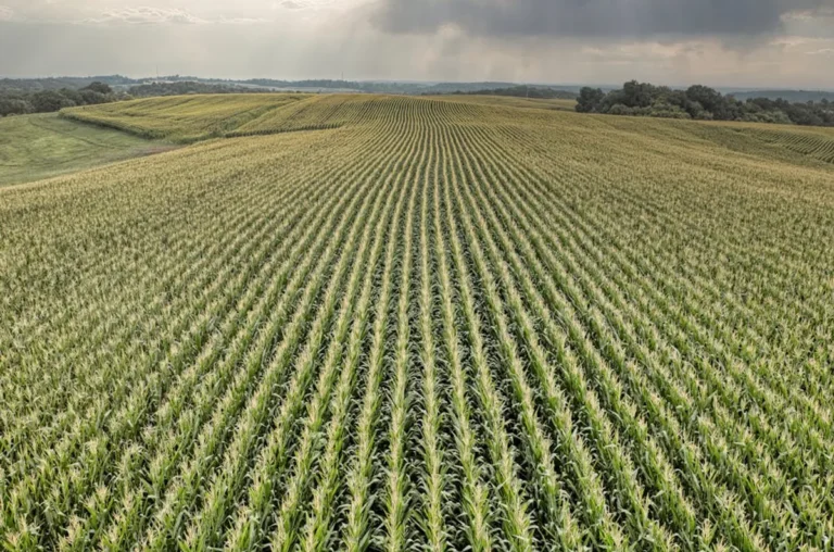 Cornmagazine Explained: Features, Search Intent, and Safer Alternatives